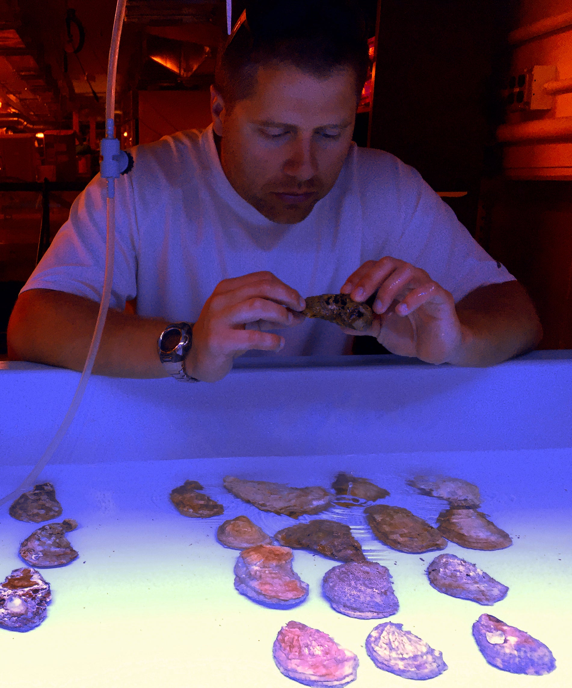 Jonathan Puritz examines oysters